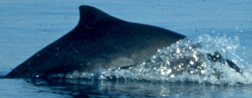 Harbor Porpoise (Robin Baird, Cascadia Research)