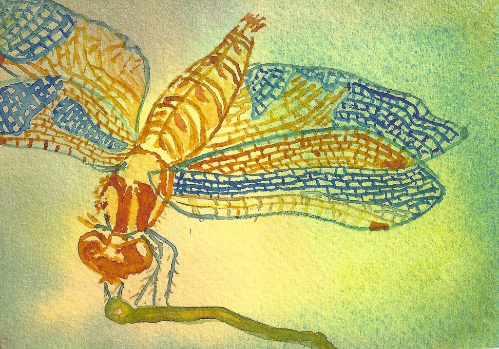 PatriciaDragonflies 1