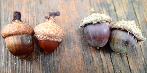 Red Oak acorns on the left and Bur oak acorns on the right.