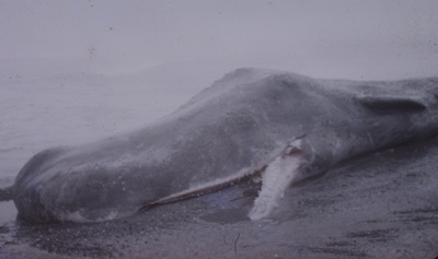Stranded male Sperm Whale (L. Wade)
