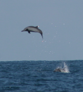 Spinner Dolphin (John Calambokidis, Cascadia Research)