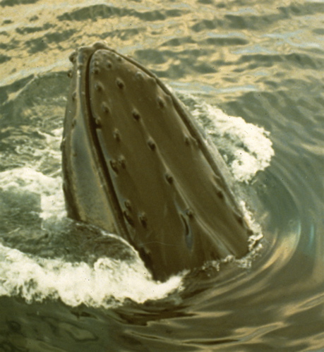 Humpback Whale Spyhop Stellwagon Bank, off Cape Cod (L. Wade