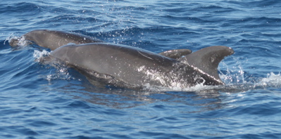 Bottlenose Dolphin (John Calambokidis, Cascadia Research)
