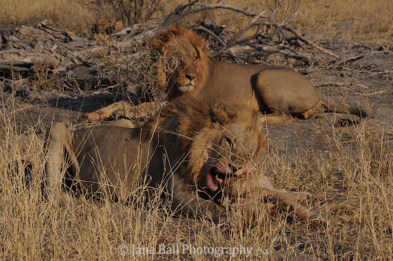 Adult male eating a cub.