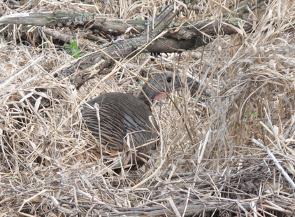 In May 2013, a wild turkey made her nest near Nine Mile Creek.