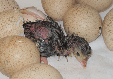 A turkey poult seconds after hatching.