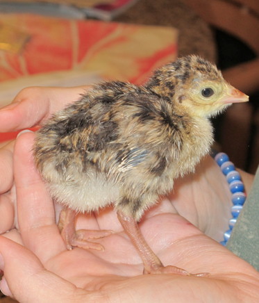 When the poults dried off after hatching, they were fluffy and beautiful.  This was the only one that did not have spraddle leg.