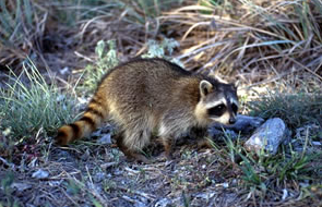 raccoon www.nhptv.org/natureworks