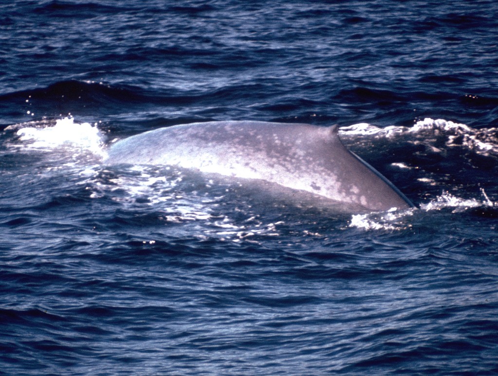 Blue Whale Eastern Tropical Pacific 1976.