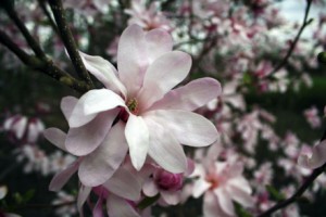   Magnolia's blooming in March, St. Paul, MN, 2012.