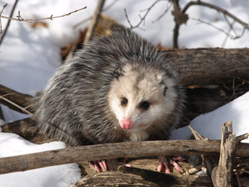 Opossum Mike Farrell