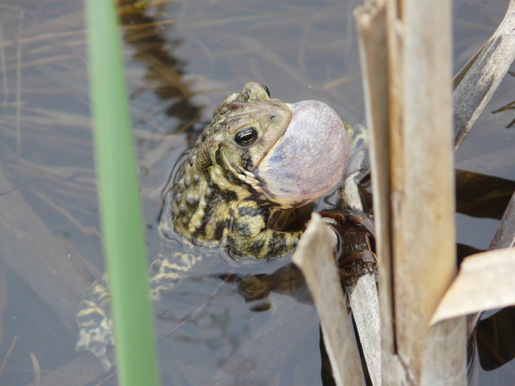 American Toads beginning calling at the end of April