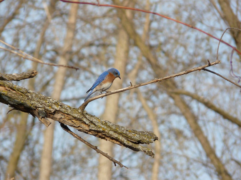 BlueBird