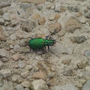 Six Spotted Tiger Beetle (Guadalupe Lizeth Lima Soto)