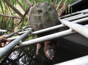 The snapping turtle is wedged tightly in the drainage pipe grate.