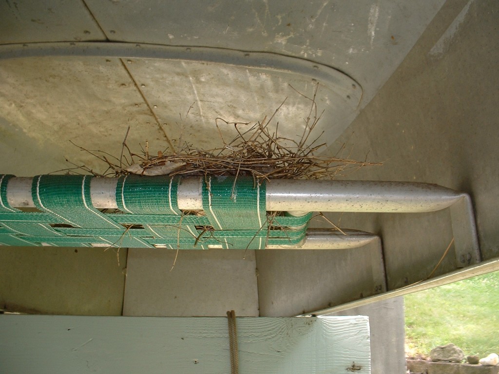 cardinal nest on the underside of a canoe seat.