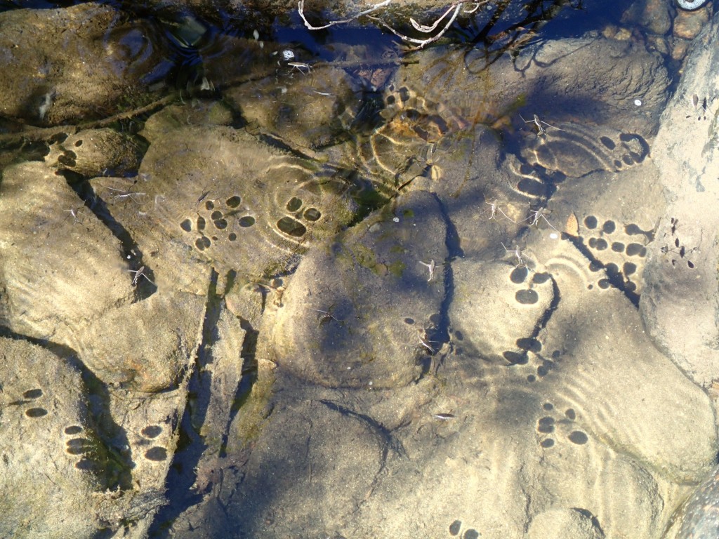 Water Striders 