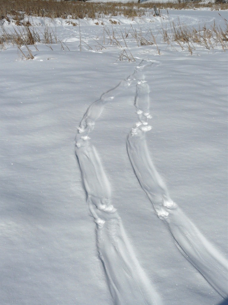 How to Recognize Animal Tracks in the Snow - The North River
