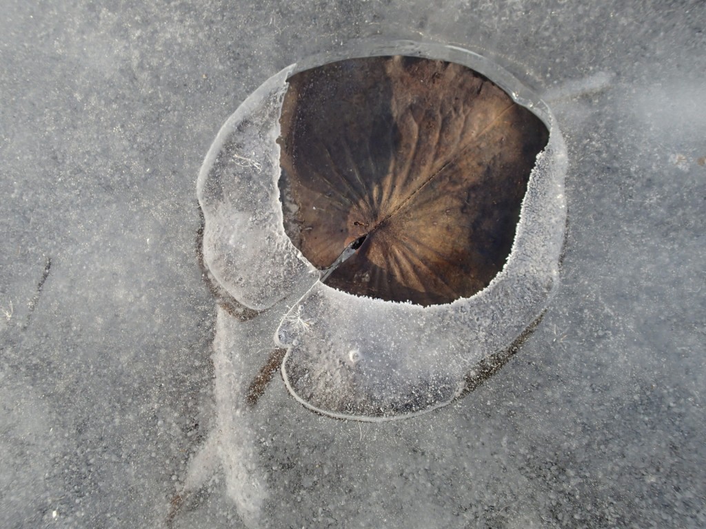 Water Lily frozen in time