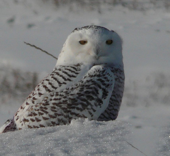 Snowy Owl Búho nival photo by Lawrence Wade