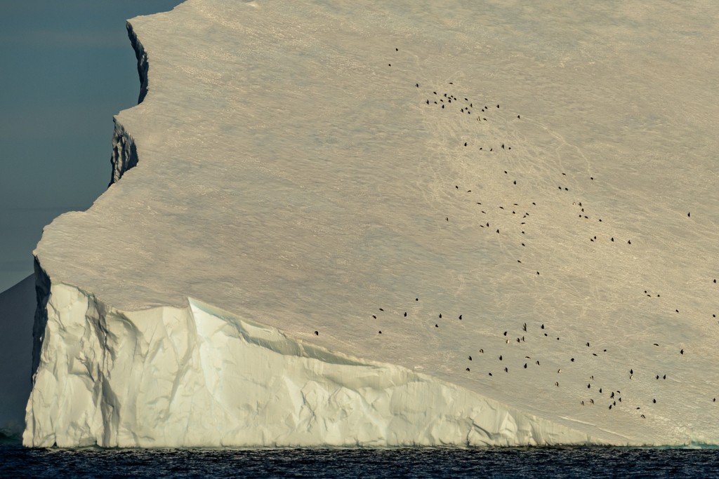 Gentoos climbing ice flow Photo by Rodrigo Antarctica XXI