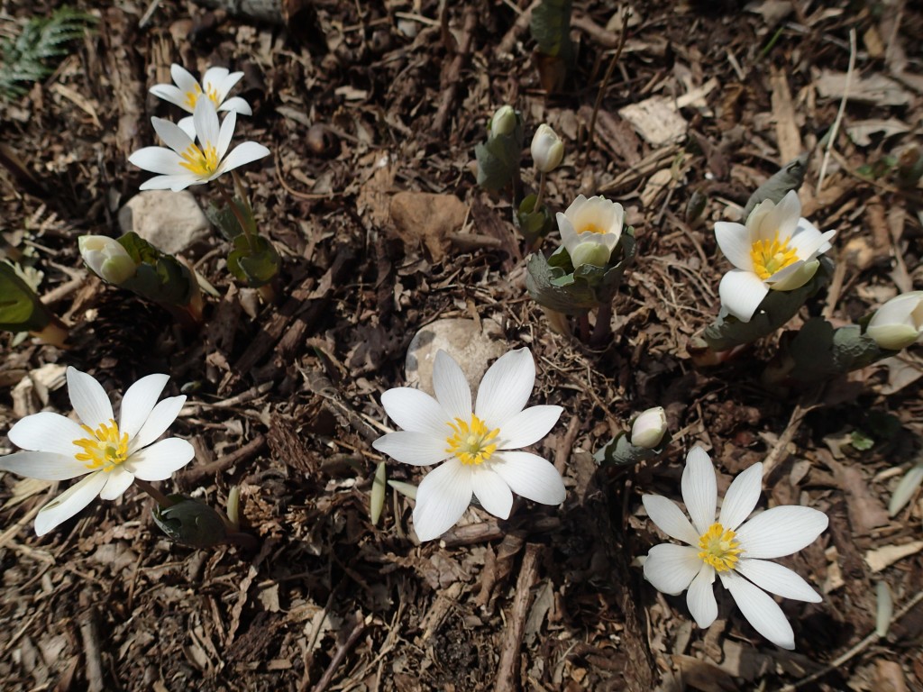 Bloodroot blooms in mid-April
