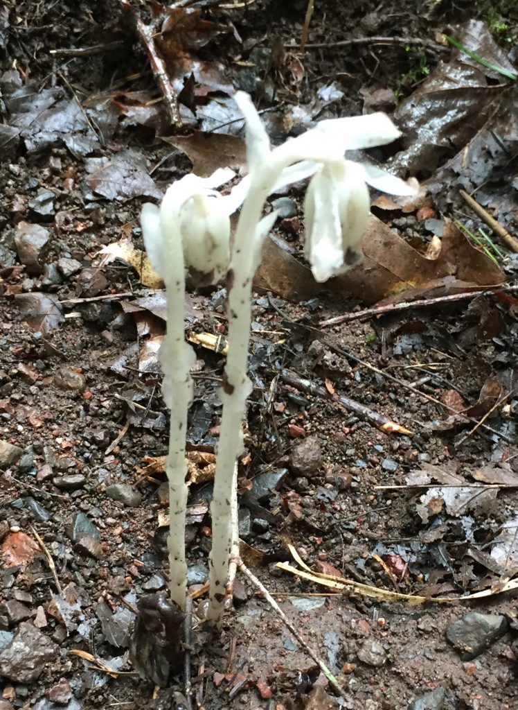 Indian Pipe Photo by Jackson Risser