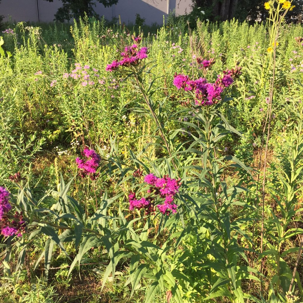  Ironweed Blooms in late July to early August