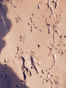 mouse tracks in mud