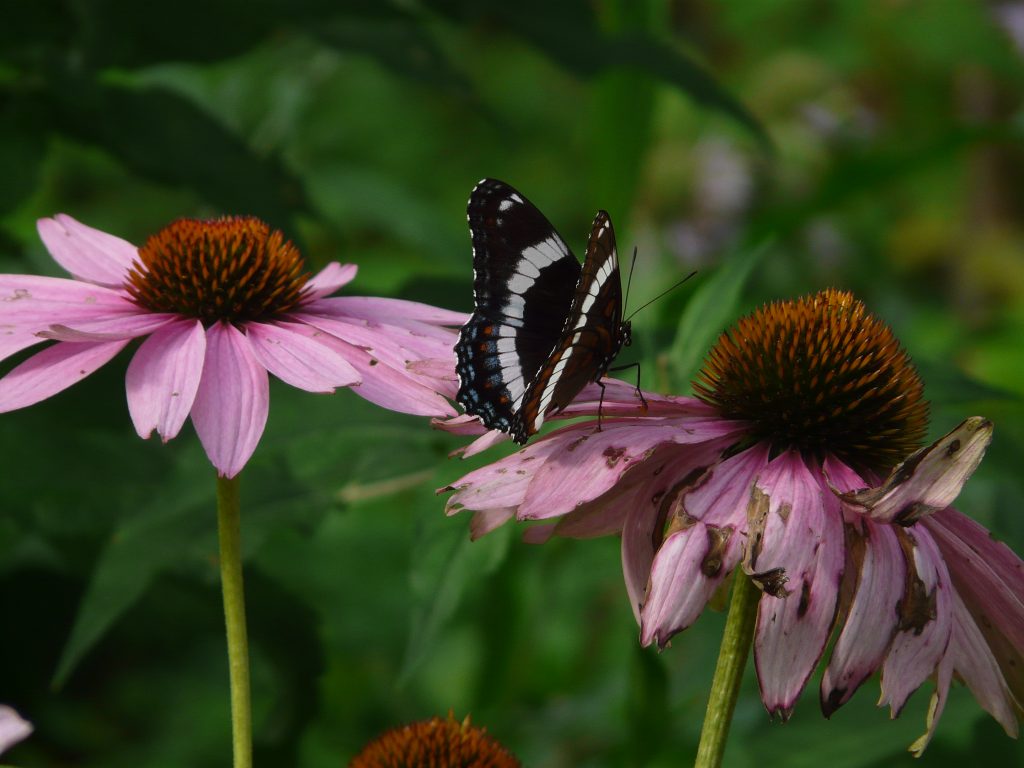 White admiral in the butterfly garden.