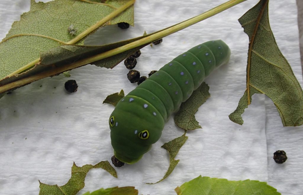 This one is the tiger swallowtail. It is in its 5th instar and will turn brown soon. That is when you know it is going to pupate. I feed it green ash.