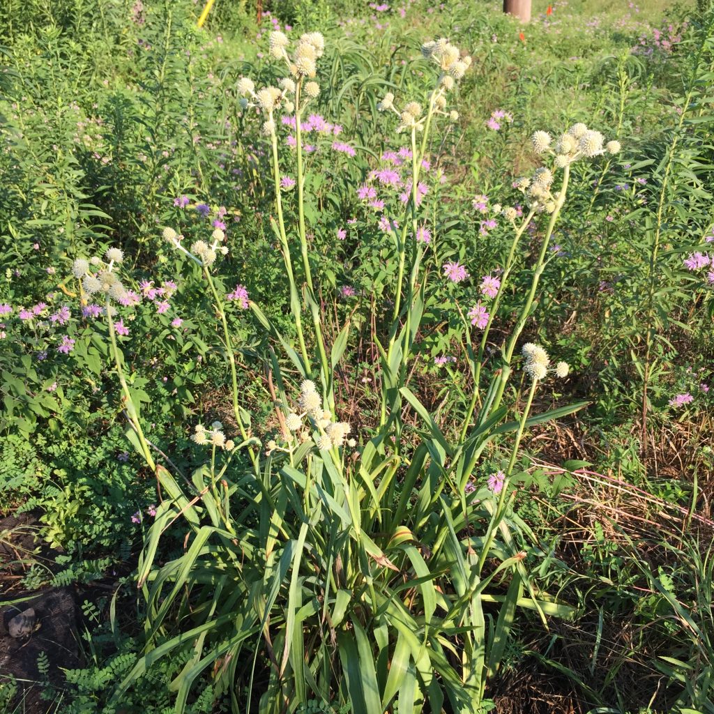 Rattlesnake Master A favorite of pollinators in July. The plant is a a northern type of agave .