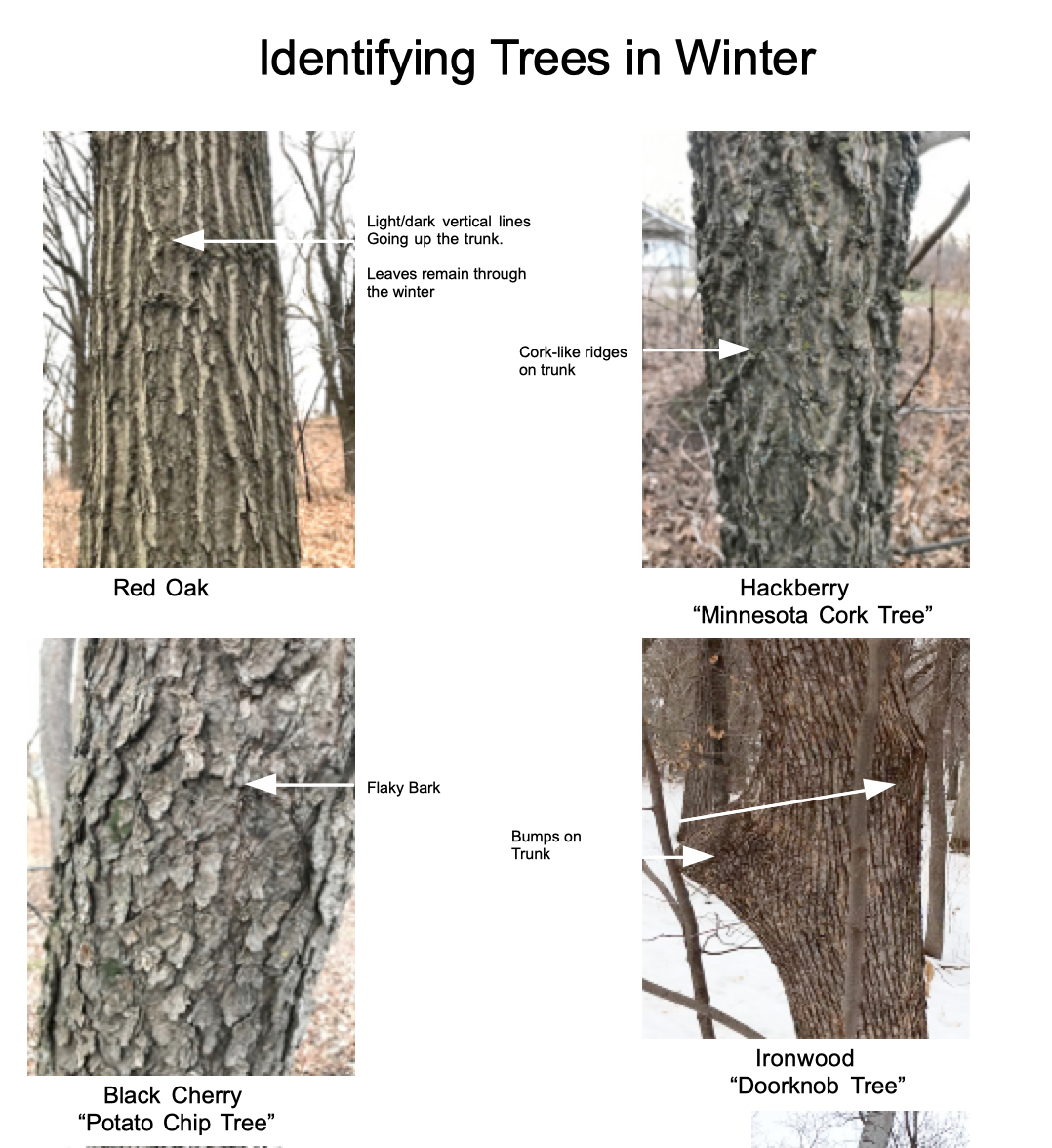 A Beginner's Guide to Identifying Trees in Winter