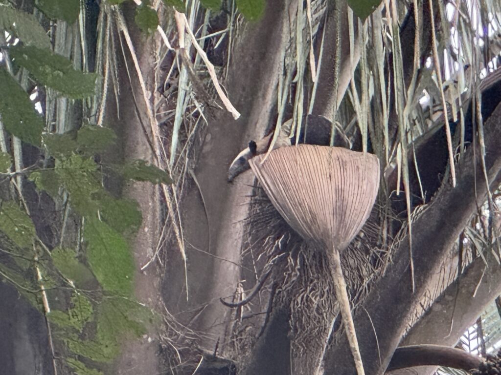 Tamandua (anteater)