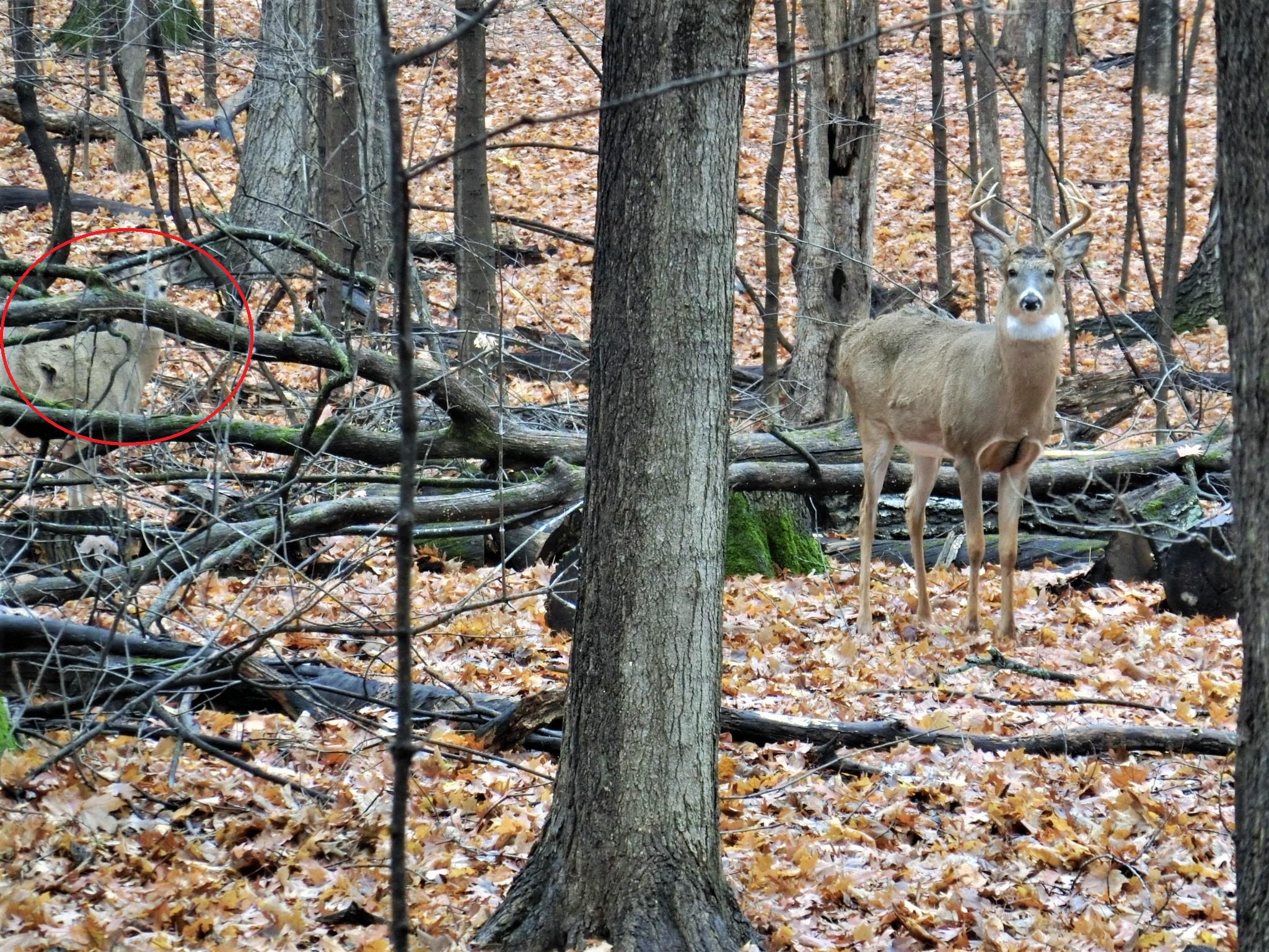 White-Tailed Deer | The Old Naturalist